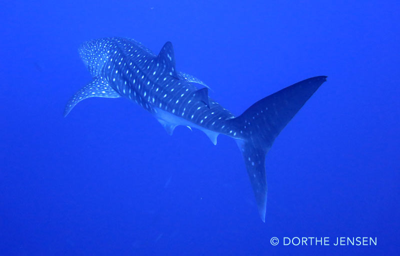 Whale shark swimming by at Roca partida