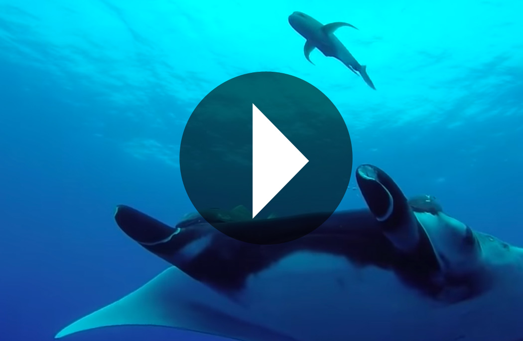 Watch this video of Socorro Island featuring Dolphins and friendly giant mantas