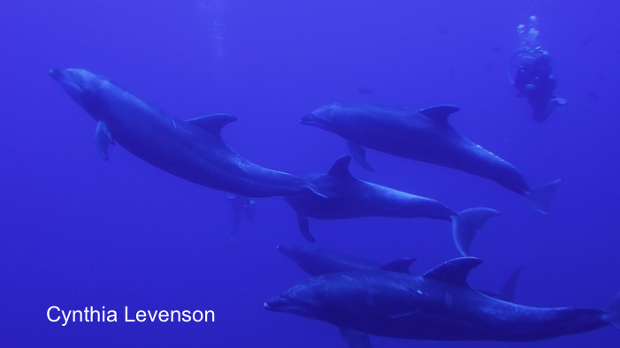 Dolphins, Sea of Cortez
