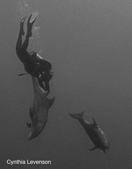 Diver interacting with dolphins