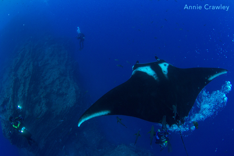 Diving with manta ray, Baja California