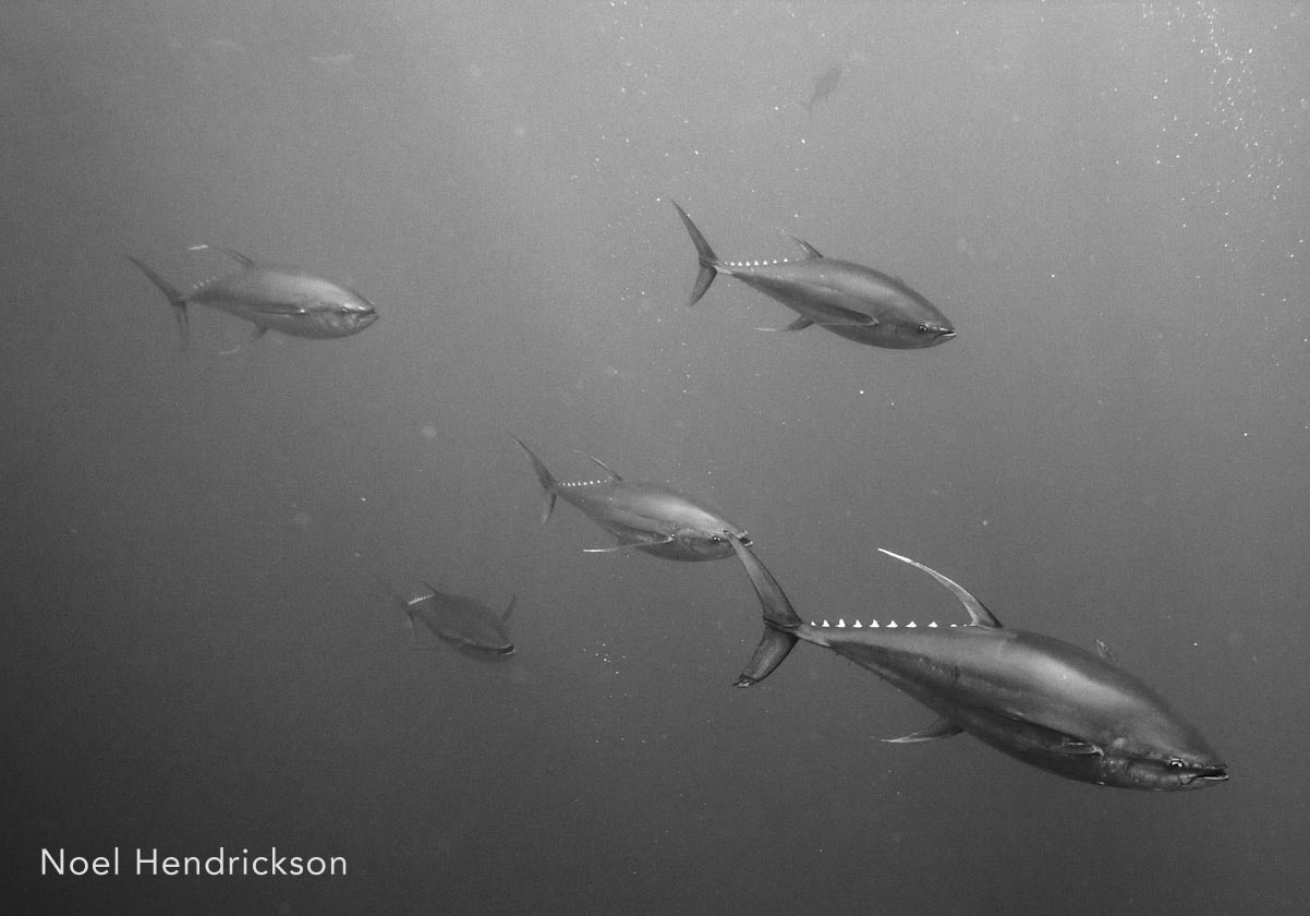Yellowfin tuna, Baja California
