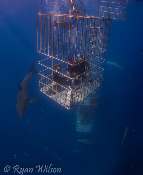 Great white shark circling a cage with 3 divers inside
