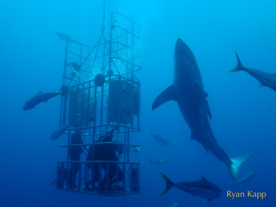 great white shark with divers in cage
