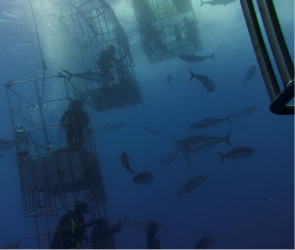 shark cage diving, Baja California
