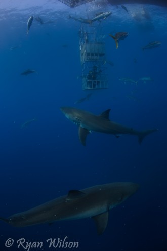 great white shark looking up at cage