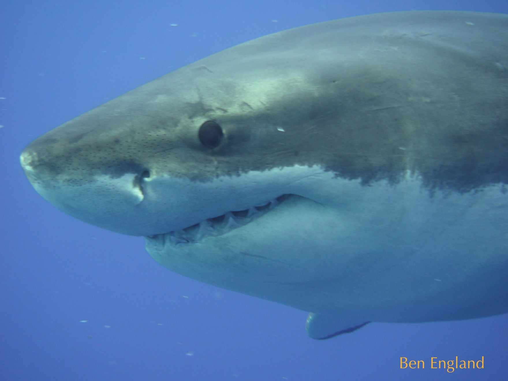 great white shark up close