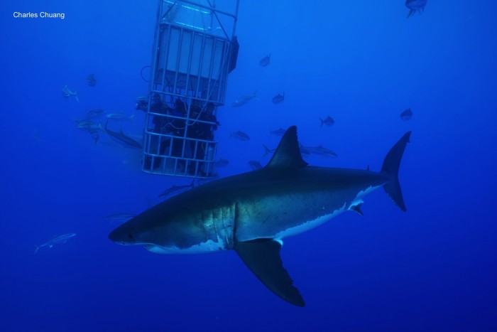 great white shark circling divers in submersible cage
