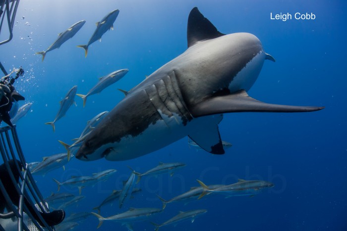 Great White Sharks Each and Every Dive
