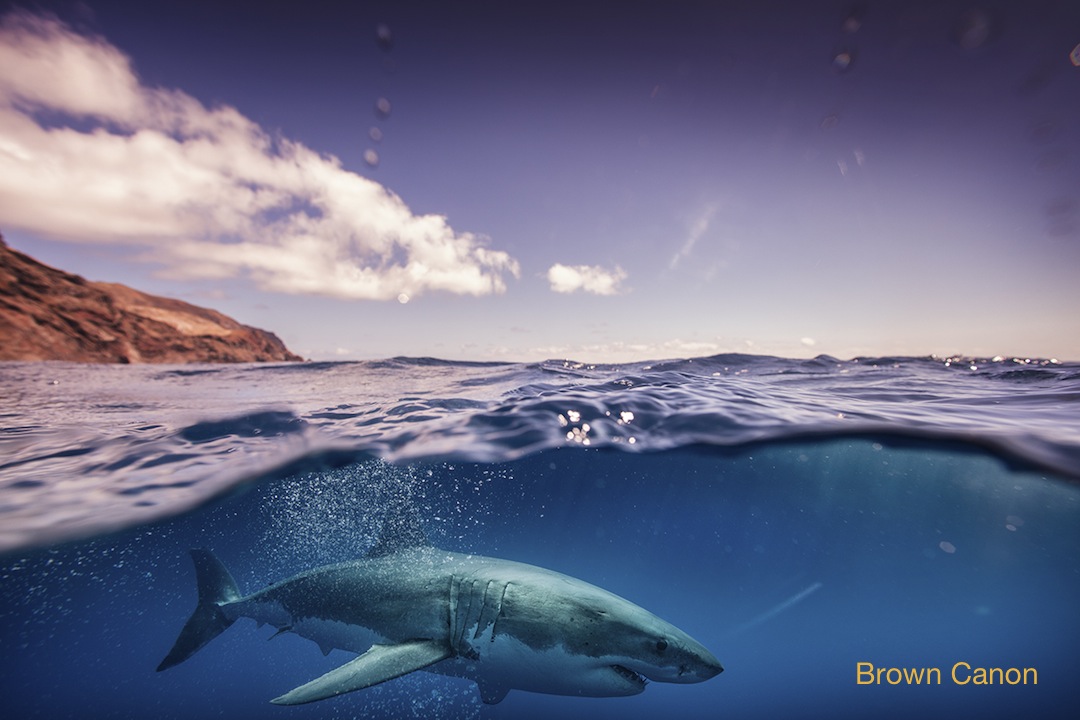Nothing compares to the first jump into the crystal clear water with the Great White Sharks