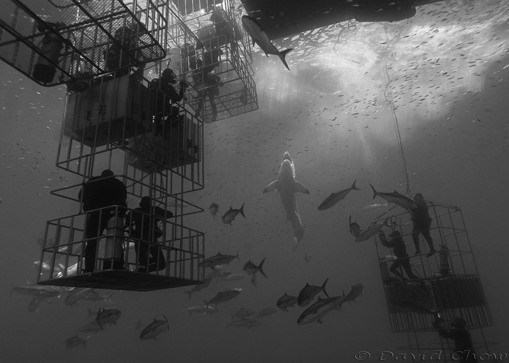 Great white shark and submersible cages with lots of divers