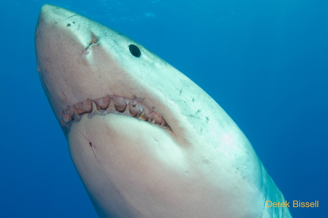 great white shark up close