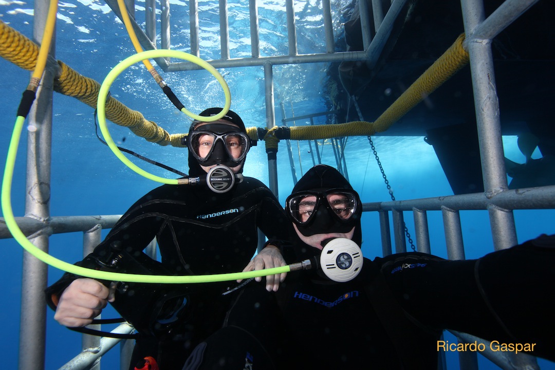 two divers in a cage while out on a great white shark dive