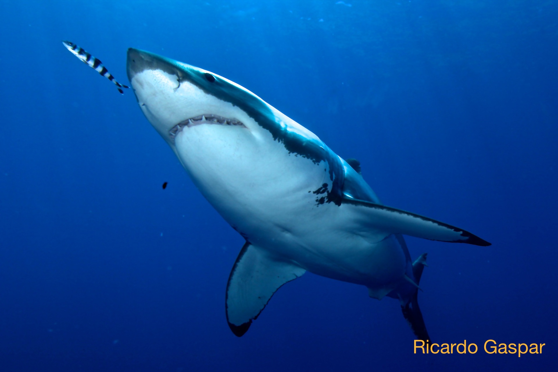 The bigger the great white shark, the more room or repesct he/she is given by the others.