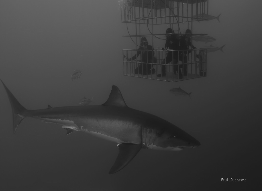 Great White Shark WIth three divers in a cage at Guadalupe Island