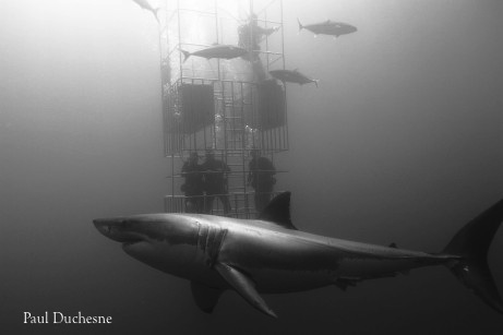 great white sharks with divers at Guadalupe Island