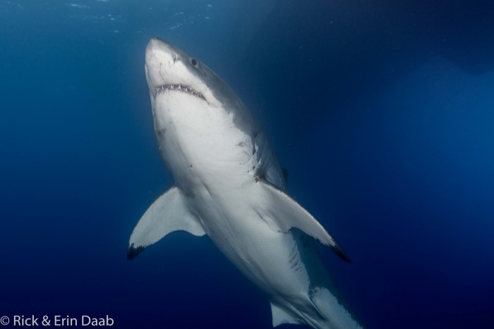 beautiful great white shark