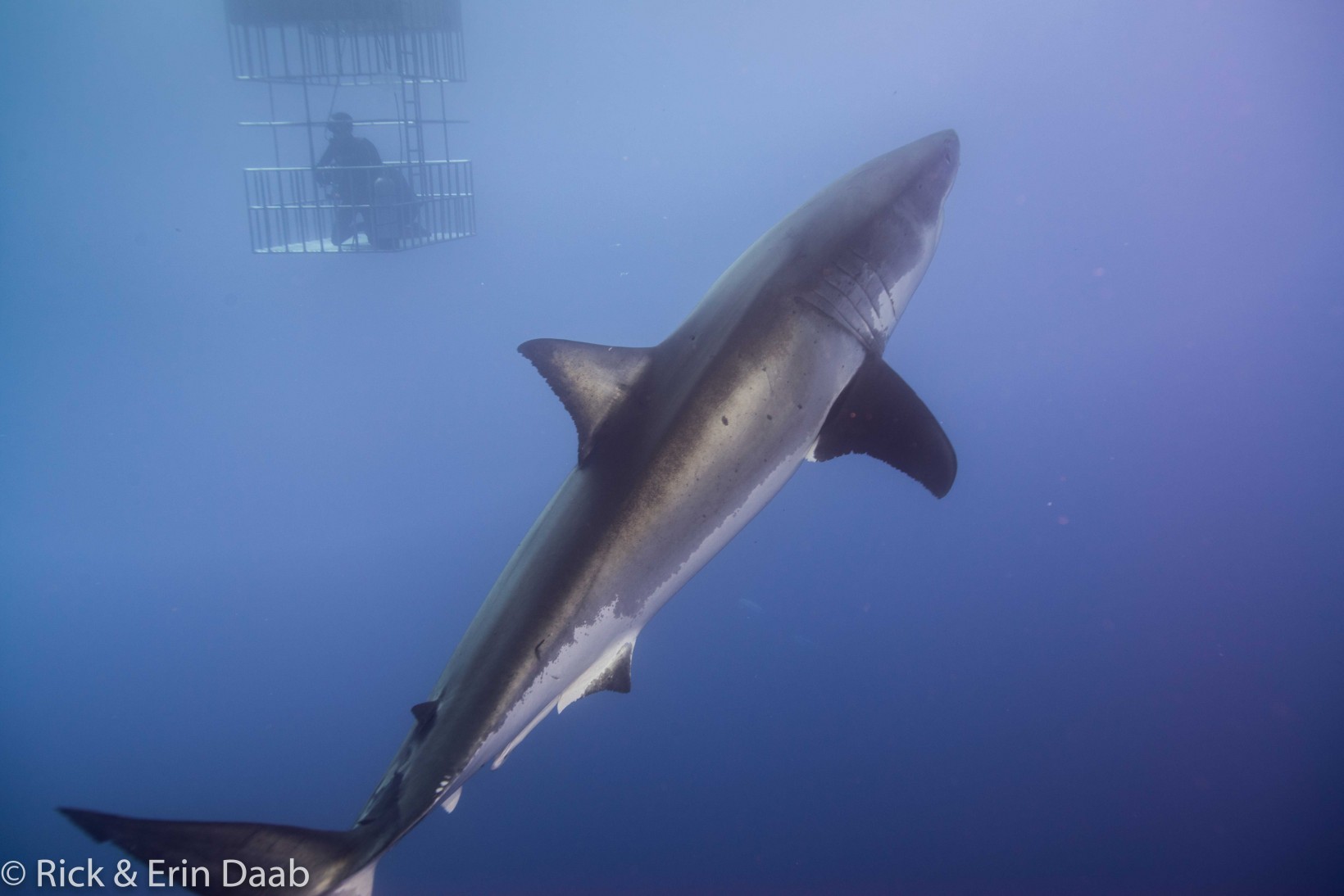 Great White Shark and Diver In Submersible Cage