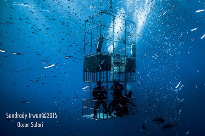 great white sharks submersible cages with divers