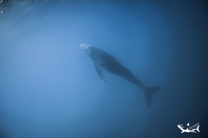 humpback whale in Guadalupe while cages diving with the great white sharks