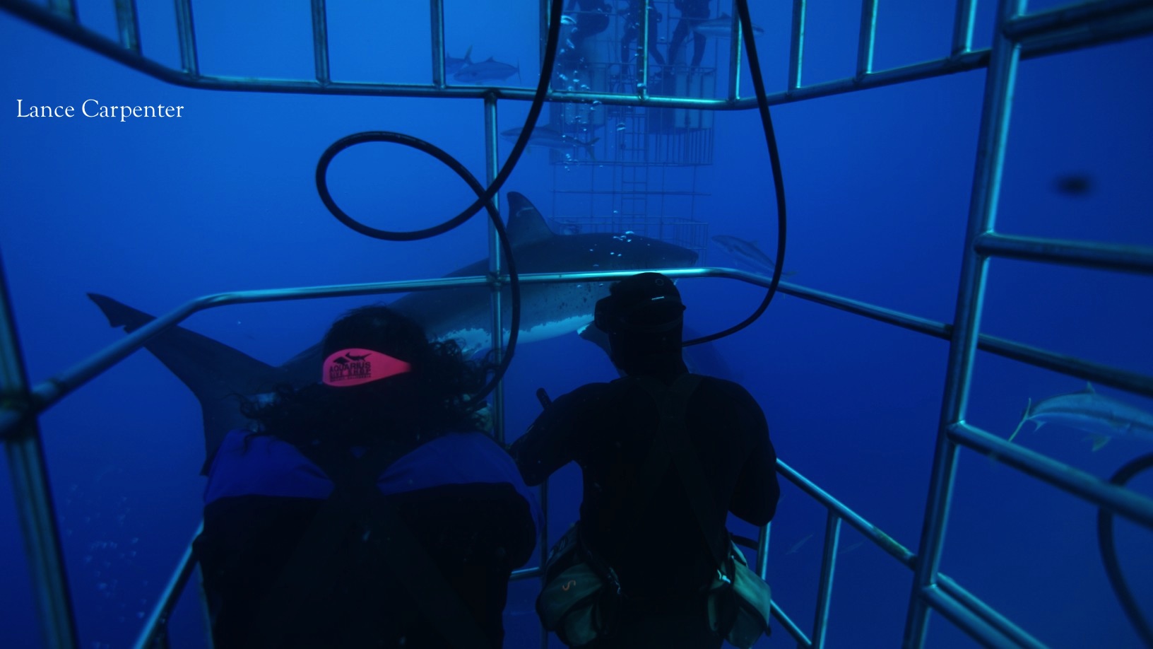 Divers and great white shark around the submersible cages
