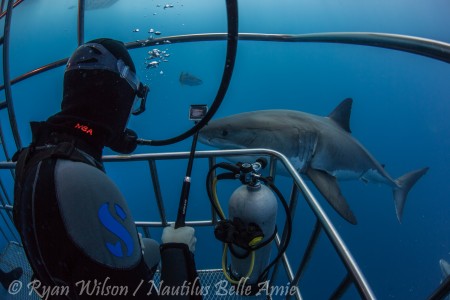 The great white sharks created an experience I will never forget!
