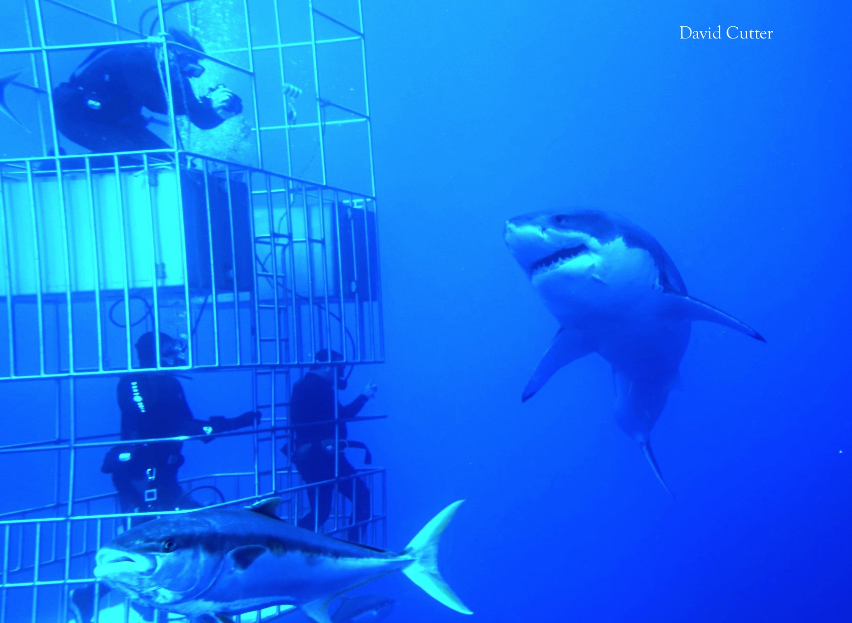great white shark and cage divers