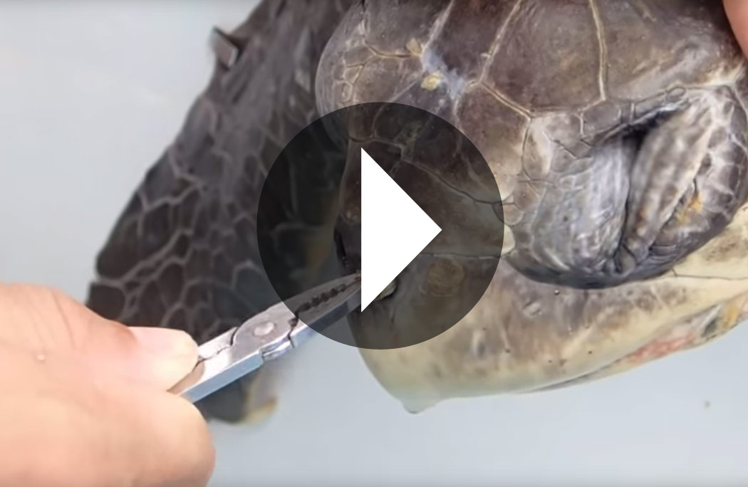 Researchers try to pull a straw out of a turtle's nose