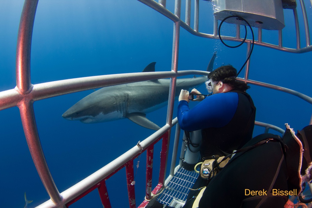 “I FEAR THE WATER AND DON'T SWIM!! No worries though.. great white shark diving is for the novice diver