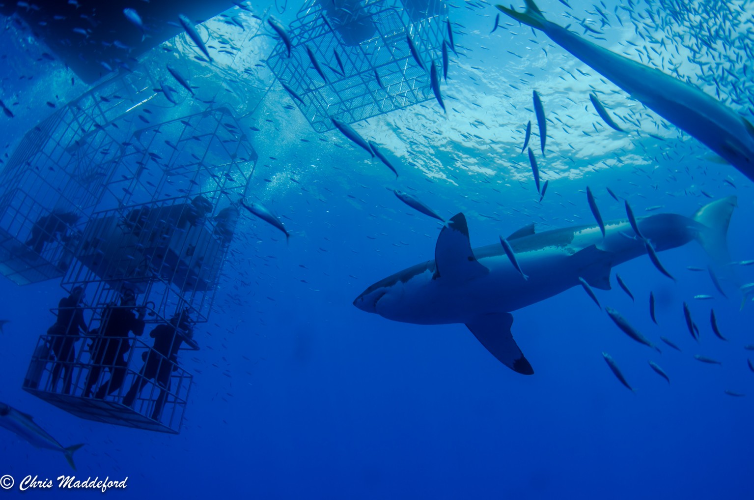 The Great White Sharks were peaceful, majestic, and thrilling to observe.