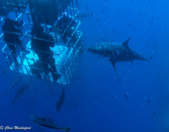 great white shark and divers in submersible cage