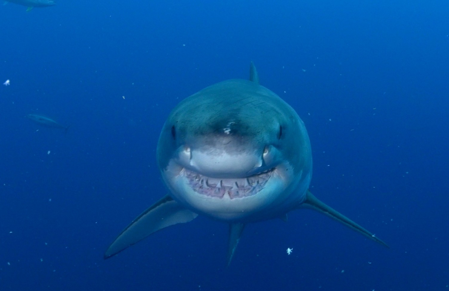 Smiling great white shark