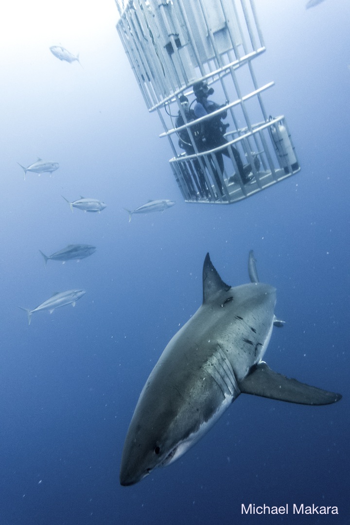 great white shark and submersible cage