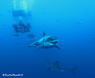 Great White Sharks on every dive and most dives had multiple sharks.