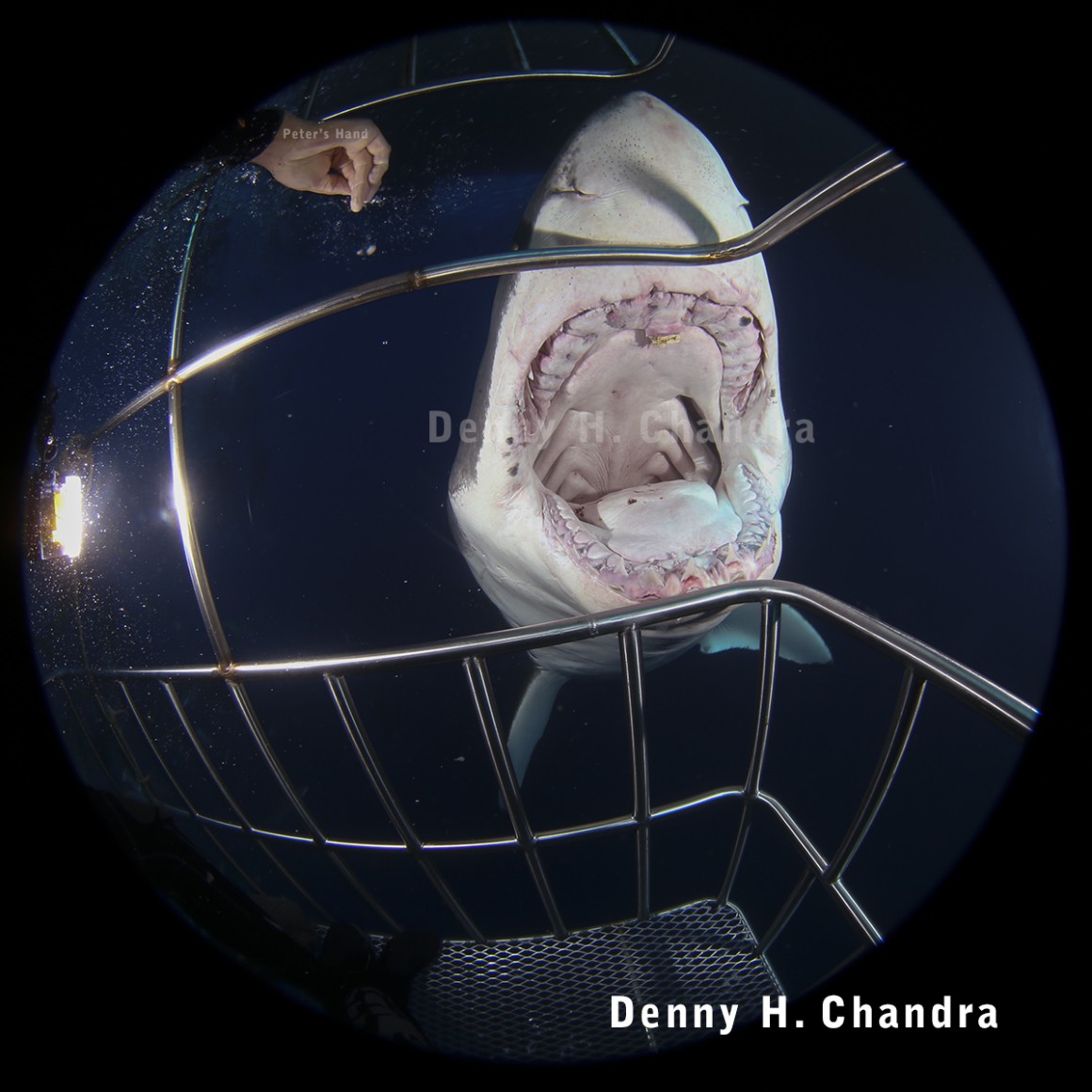 How did we end up huddled in a cage with three strangers at Guadalupe Island looking for Great White Sharks.