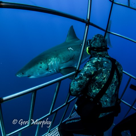 great white shark with diver in submersible cage