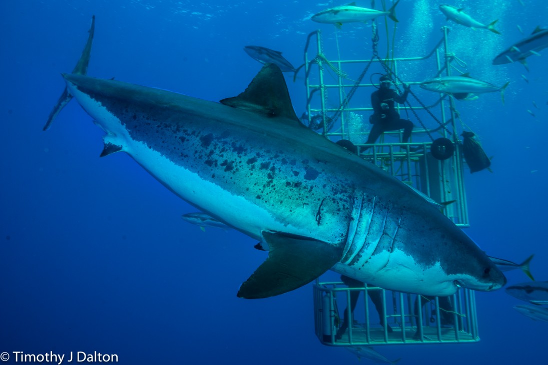 Great White Shark With Divers In Nautilus Submersible Cages