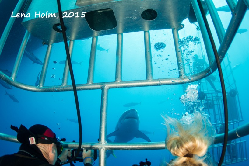 Diving with great white sharks in our submersible cages