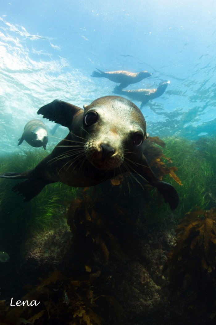 sea lion up close