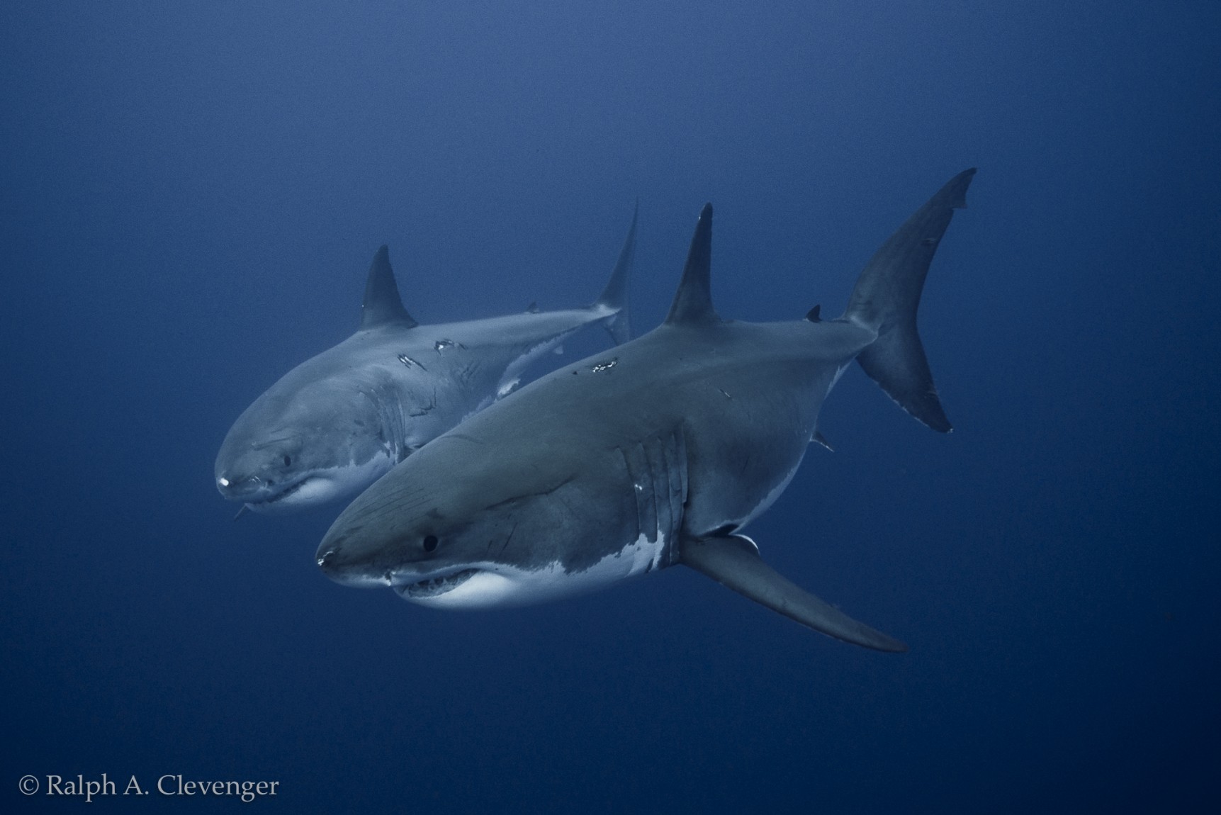 two great white sharks side by side