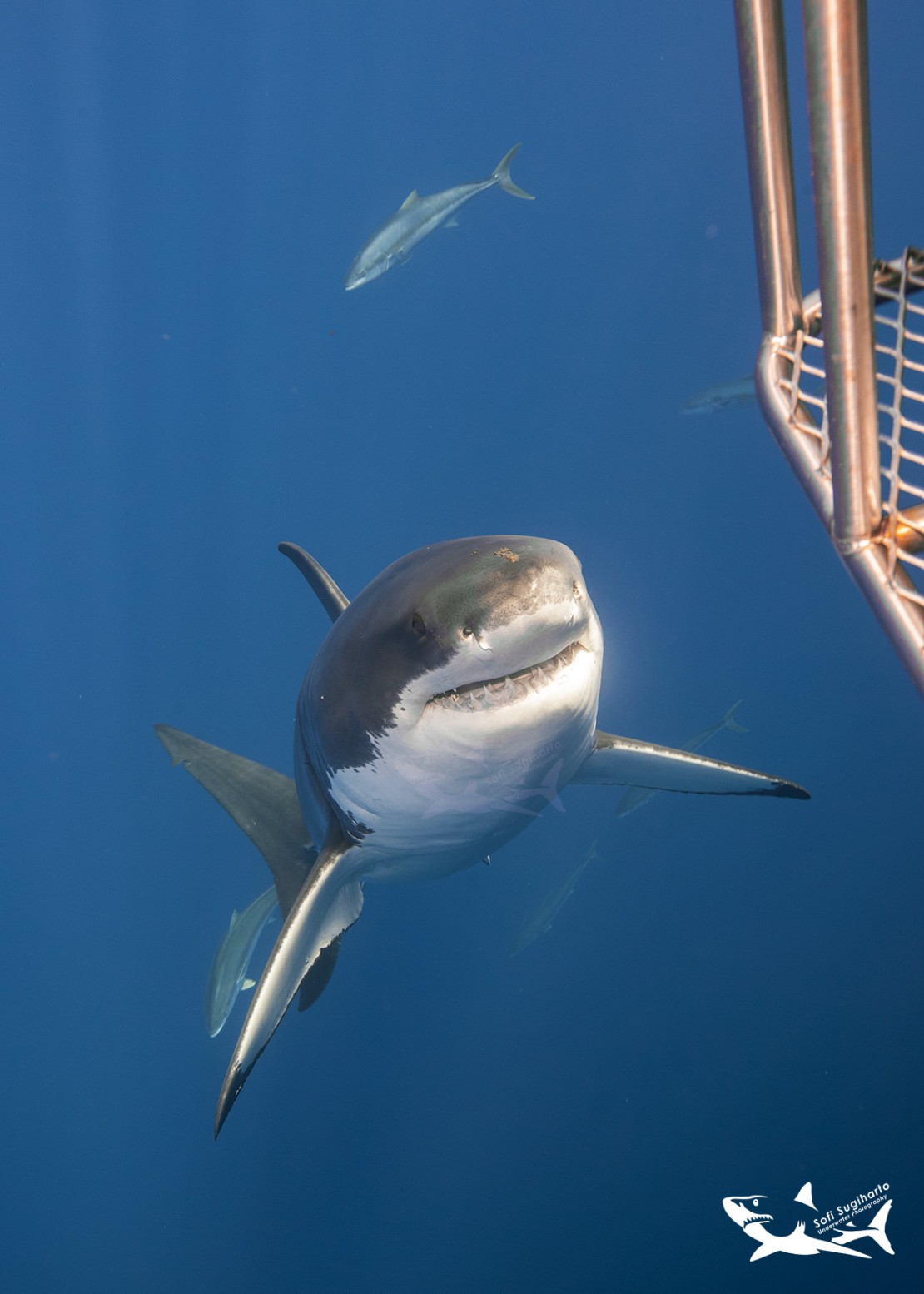 My first Great White Shark diving, and my first live aboard….