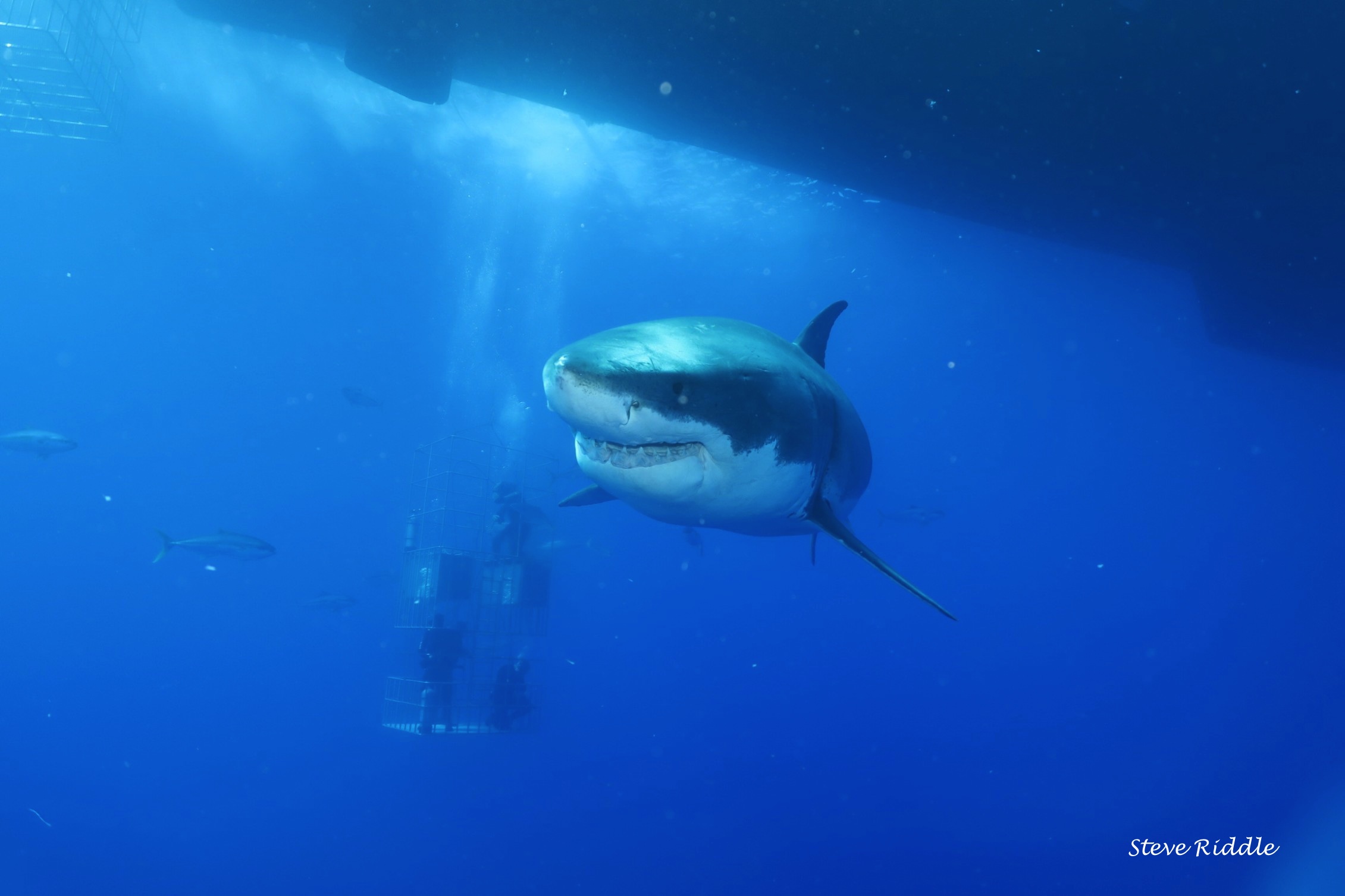 great white shark with divers behind him
