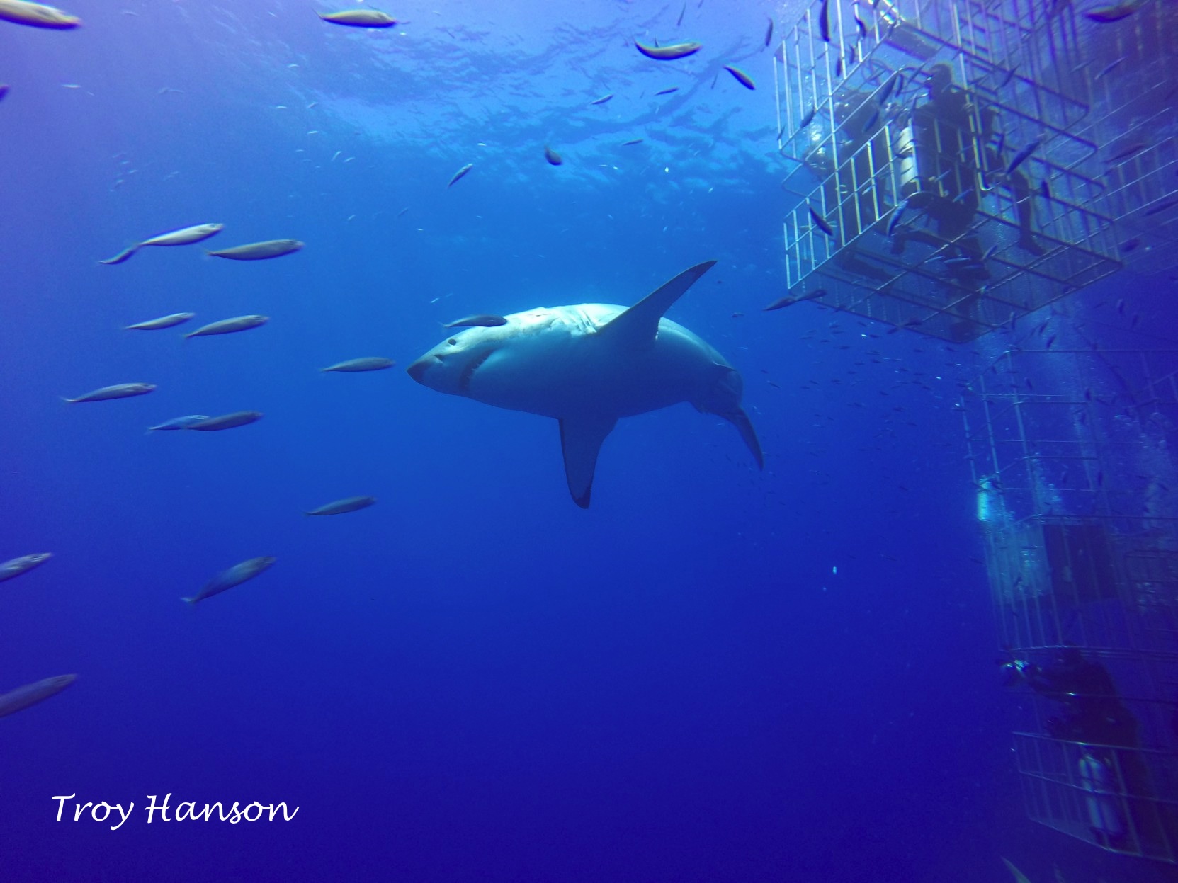 great white shark with divers