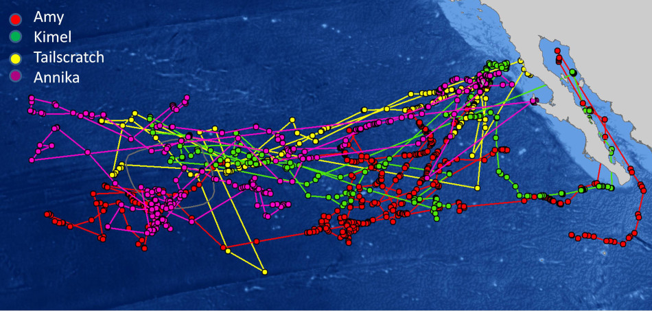 Insight into Great White shark migratory pattern