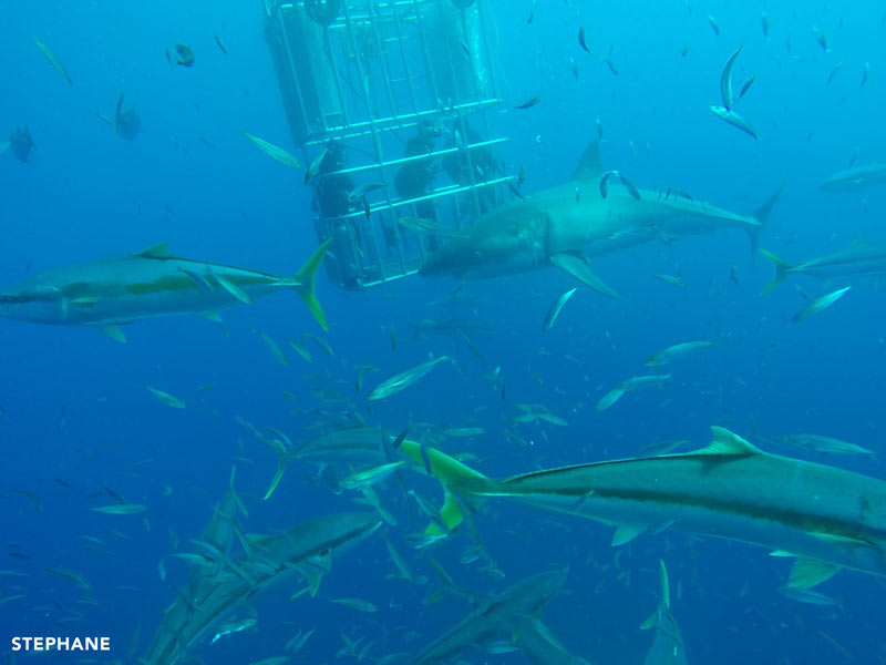 tons of fish and great white sharks at guadalupe island