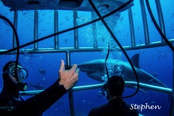 selfie with great white shark while diving in submersible cage