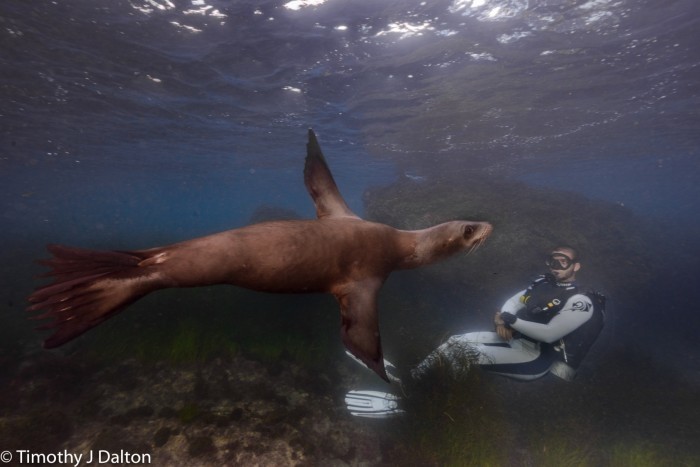 diver with sea lion