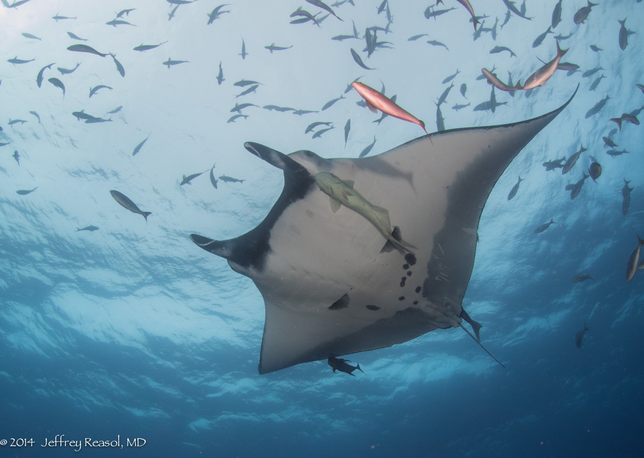 Great dives with giant mantas on The Boiler