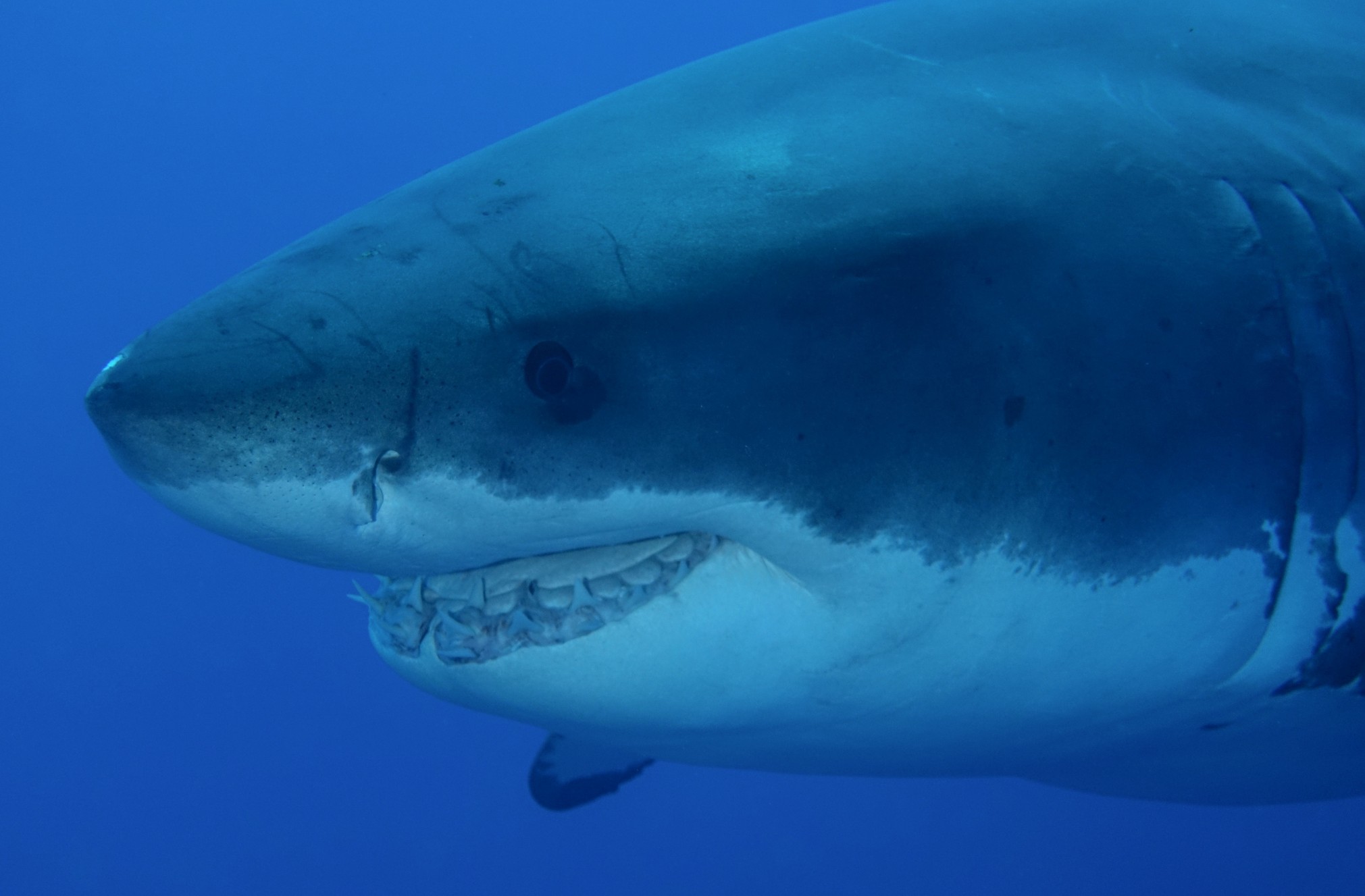 Toothy grin of a great white shark up close