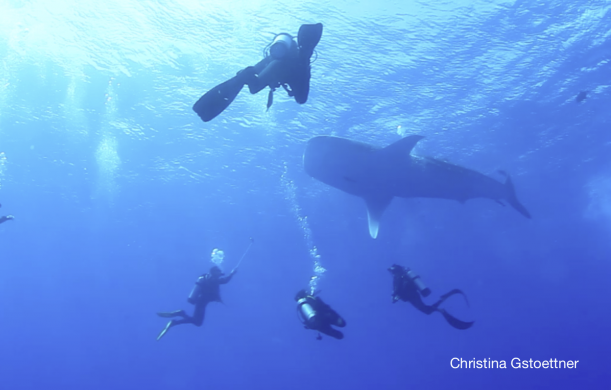 3 divers with whale shark